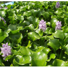 КОМПЛЕКТ “ВОДЯНИЙ ГІАЦИНТ + ПІСТІЯ“ - рослини для міні ставку, водної клумби, ставочка у вазоні