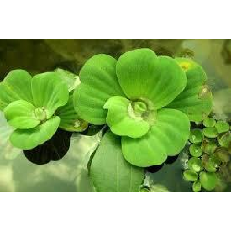 ВОДЯНИЙ САЛАТ, ПІСТІЯ - рослина для міні ставку, водної клумби, ставочка у вазоні