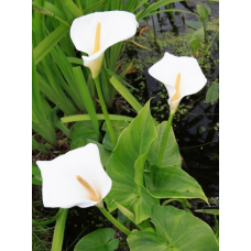 КАЛЛА ВОДНА КОРЕНЕВА БІЛА - рослина для міні ставку, водної клумби, ставочка у вазоні