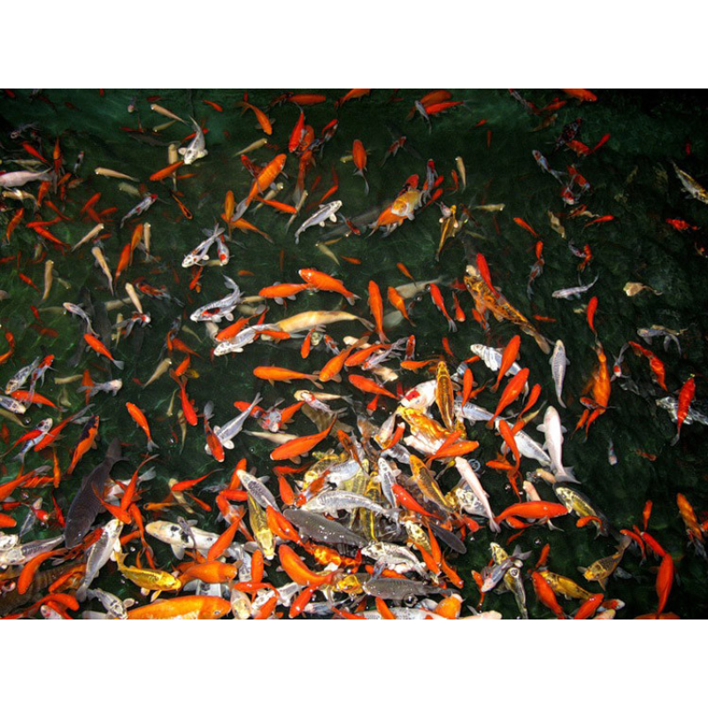 КОІ, ПАРКИЙ КАРП ДЛЯ ПРУДА І АКВАРІУМ (9-11 см)