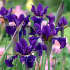 ІРИС СИБІРСЬКИЙ, ФІОЛЕТОВИЙ (доросла рослина в технологічному горщику)