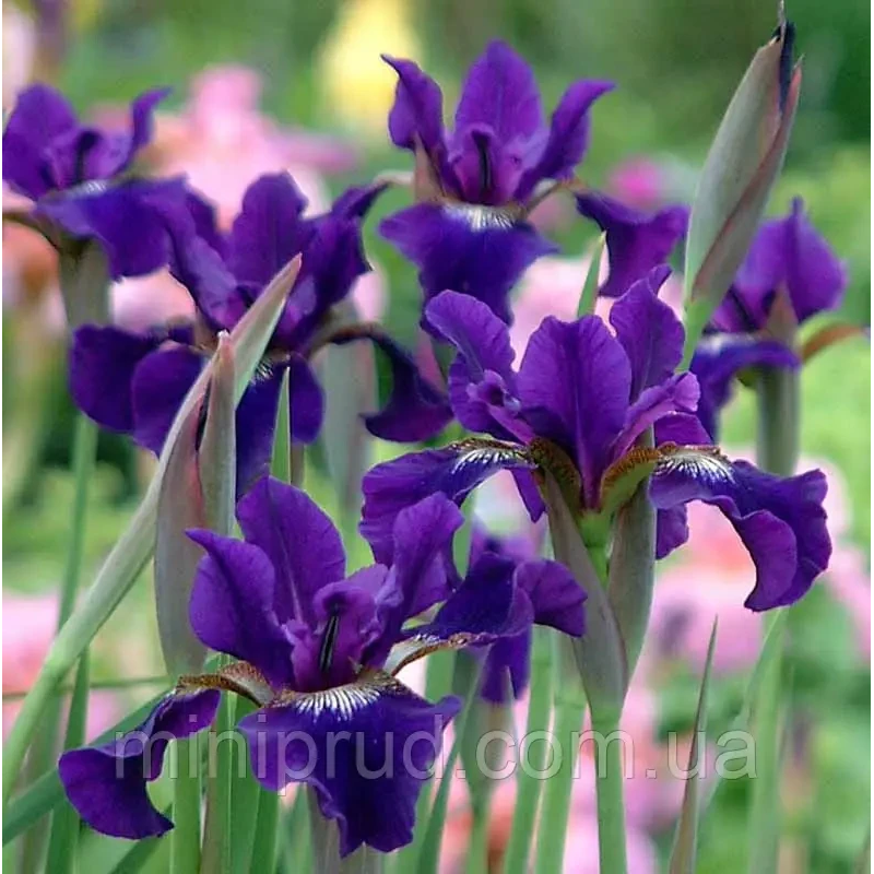 ІРИС СИБІРСЬКИЙ, ФІОЛЕТОВИЙ (доросла рослина в технологічному горщику)