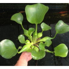 ВОДЯНИЙ ГІАЦІНТ, ЕЙХОРНІЯ, доросла рослина (середній розмір)