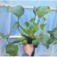 ВОДЯНИЙ ГІАЦІНТ, ЕЙХОРНІЯ, доросла рослина (великий розмір)