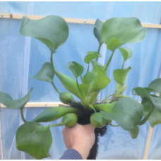 ВОДЯНИЙ ГІАЦІНТ, ЕЙХОРНІЯ, доросла рослина (великий розмір)