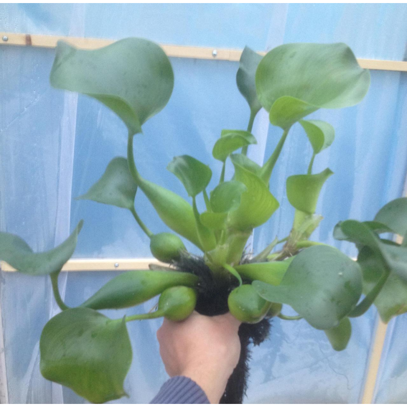 ВОДЯНИЙ ГІАЦІНТ, ЕЙХОРНІЯ, доросла рослина (великий розмір)