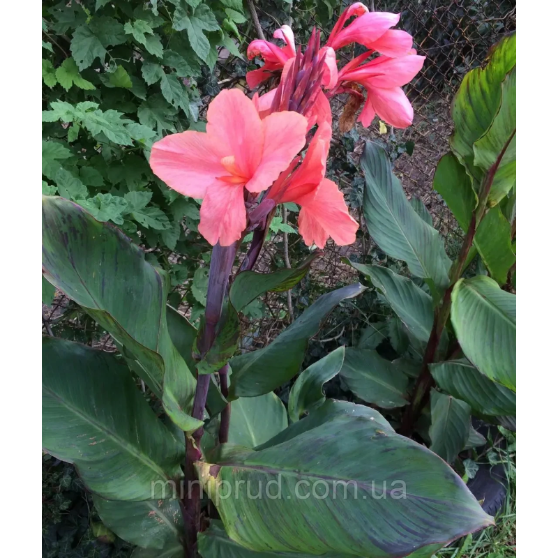 КАННА ВОДНА, СТРОКАТИЙ ЛИСТ РОЖЕВА КВІТКА (дорослий кущ у сітчастому горщику)