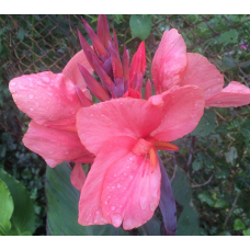 КАННА ВОДНА, СТРОКАТИЙ ЛИСТ РОЖЕВА КВІТКА (великий кущ у сітчастому горщику)