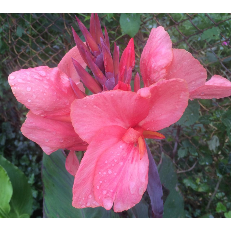 КАННА ВОДНА, СТРОКАТИЙ ЛИСТ РОЖЕВА КВІТКА (великий кущ у сітчастому горщику)