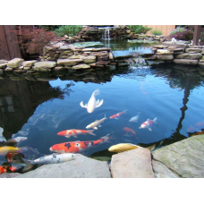 КОІ, ПАРКИЙ КАРП ДЛЯ ПРУДА І АКВАРІУМ (14-16 см)