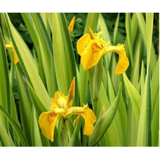 ІРИС БОЛОТЯНИЙ АІРОВИДНИЙ ВАРІЄГАТНИЙ (дорослий кущ в технологічному горщику)