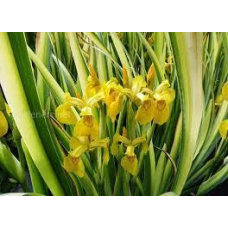 ІРИС БОЛОТЯНИЙ АІРОВИДНИЙ ВАРІЄГАТНИЙ (великий кущ у сітчастому горщику)