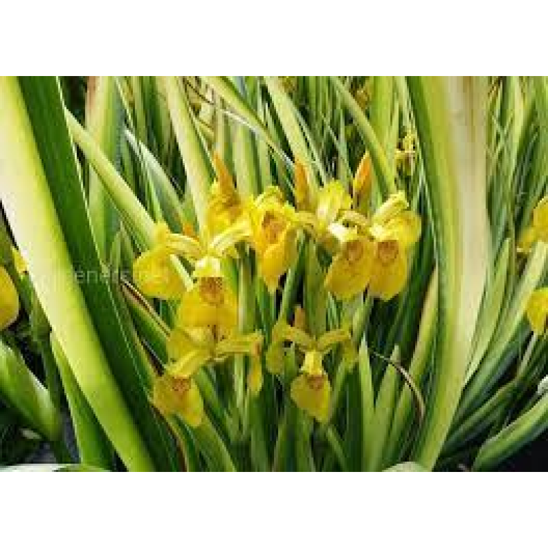 ІРИС БОЛОТЯНИЙ АІРОВИДНИЙ ВАРІЄГАТНИЙ (великий кущ у сітчастому горщику)