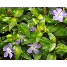 ВІЧНОЗЕЛЕНИЙ БАРВІНОК ВЕЛИКИЙ MACULATA (дорослий кущ в технологічному горщику)