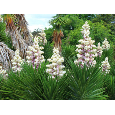 ЮККА КОРОЛІВСЬКА АЛОЕЛИСТА ВІЧНОЗЕЛЕНА (велика рослина в технологічному горщику)