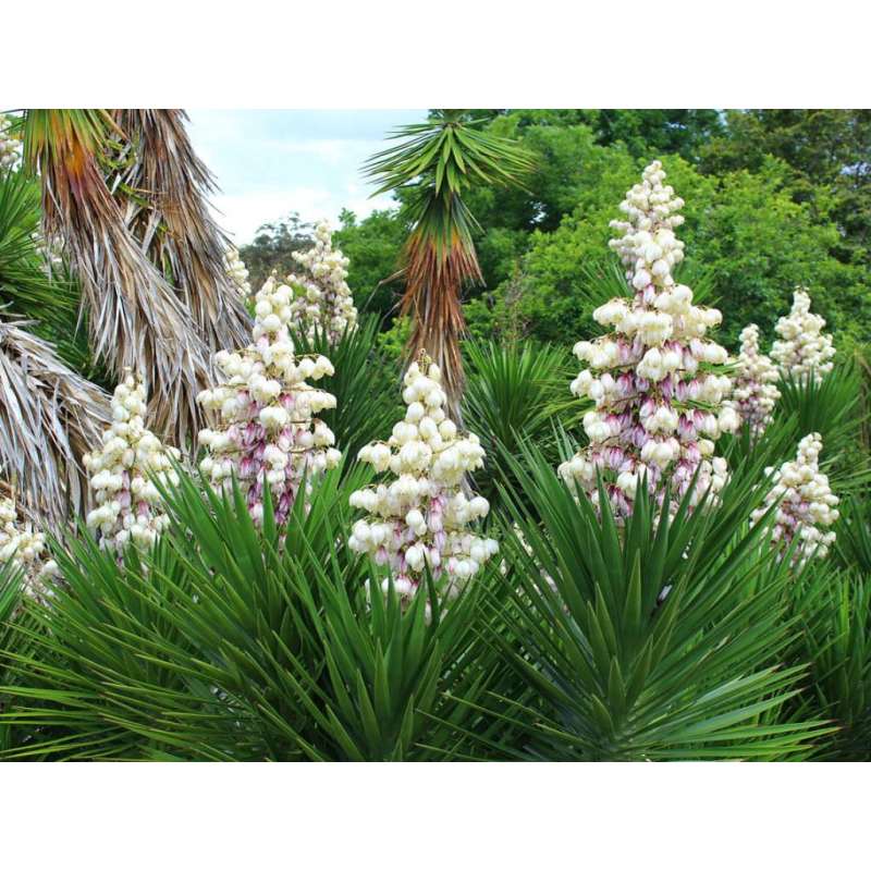 ЮККА КОРОЛІВСЬКА АЛОЕЛИСТА ВІЧНОЗЕЛЕНА (велика рослина в технологічному горщику)