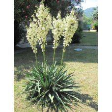 ЮККА НІТЧАСТА ВІЧНОЗЕЛЕНА (великий кущ з голим корінням)