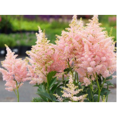 АСТІЛЬБА  “Sister Theresa“ (дорослий кущ у технологічному горщику)