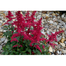 АСТІЛЬБА  “ВURGUNDY RED“ (дорослий кущ у технологічному горщику)