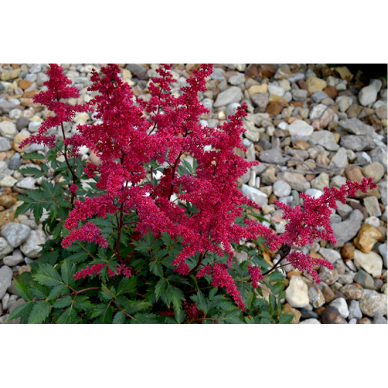 АСТІЛЬБА  “ВURGUNDY RED“ (дорослий кущ у технологічному горщику)