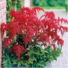 АСТІЛЬБА  “RED CHARM“ (дорослий кущ у технологічному горщику)