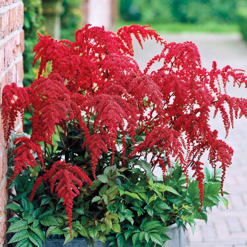 АСТІЛЬБА  “RED CHARM“ (дорослий кущ у технологічному горщику)