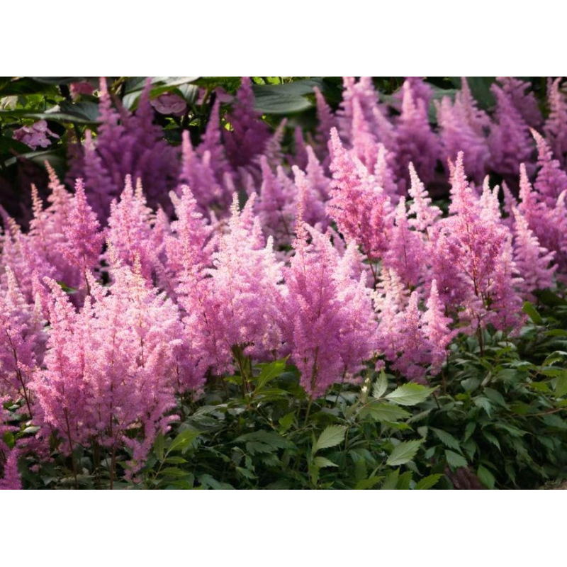 АСТІЛЬБА КИТАЙСЬКА “LITTLE PINK“ (дорослий кущ у технологічному горщику)