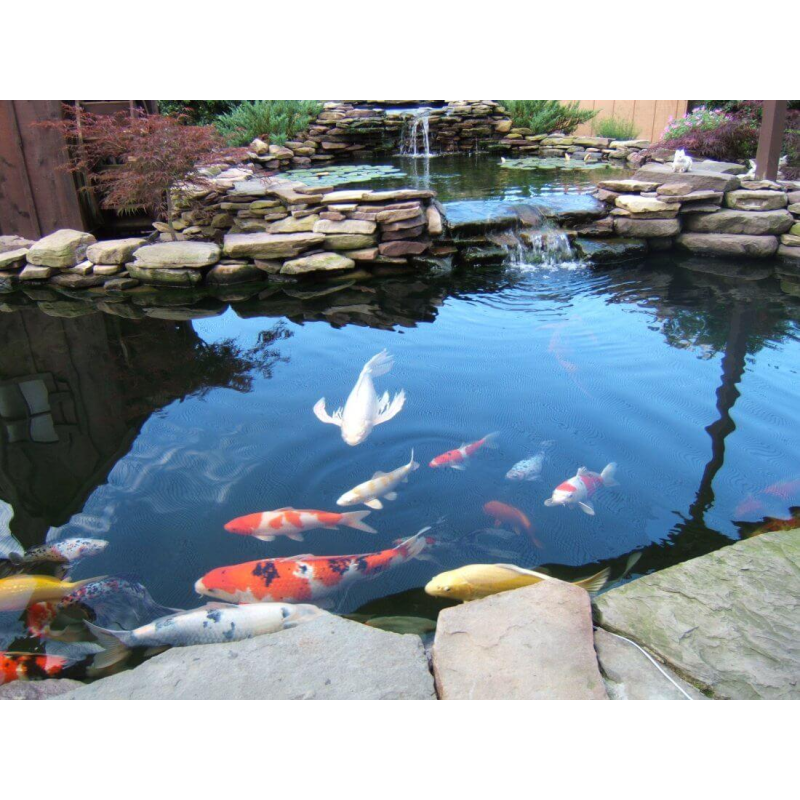 КОІ, ПАРКОВИЙ КАРП ДЛЯ ПРУДА І АКВАРІУМ (від 30 см)