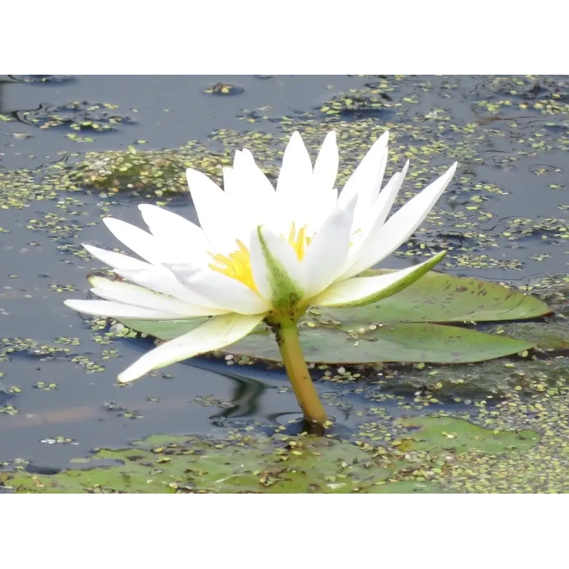 ЛАТАТТЯ, НІМФЕЯ “ВІРДЖИНІЯ“ (дорослий кущ у сітчастому горщику)