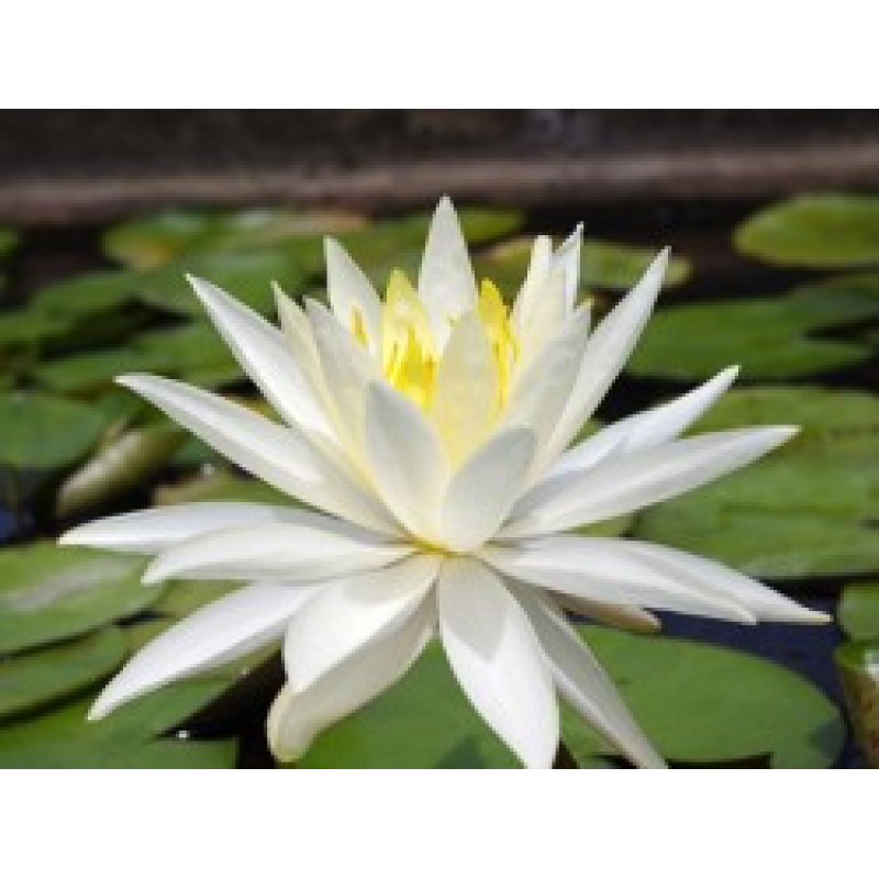 ЛАТАТТЯ, НІМФЕЯ “ВІРДЖИНІЯ“ (великий кущ у сітчастому горщику)