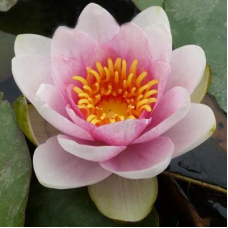 ЛАТАТТЯ, НІМФЕЯ “ФАБІОЛА“ (відросток з голим корінням)