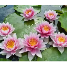 ЛАТАТТЯ, НІМФЕЯ “ФАБІОЛА“ (дорослий кущ у сітчастому горщику)