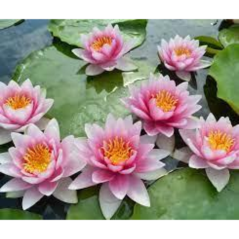 ЛАТАТТЯ, НІМФЕЯ “ФАБІОЛА“ (дорослий кущ у сітчастому горщику)