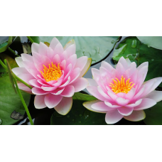 ЛАТАТТЯ, НІМФЕЯ “ФАБІОЛА“ (великий кущ у сітчастому горщику)