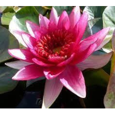 ЛАТАТТЯ, НІМФЕЯ “ФЛАМЕЯ“ (відросток з голим корінням)