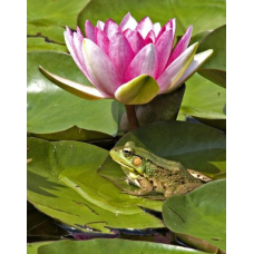 ЛАТАТТЯ, НІМФЕЯ “ФЛАМЕЯ“ (великий кущ у сітчастому горщику)