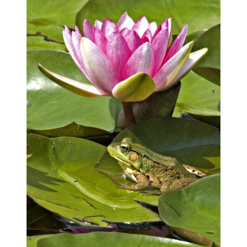 ЛАТАТТЯ, НІМФЕЯ “ФЛАМЕЯ“ (великий кущ у сітчастому горщику)