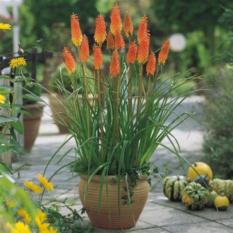 КНІФОФІЯ ВІЧНОЗЕЛЕНА (дорослий кущ у технологічному горщику)