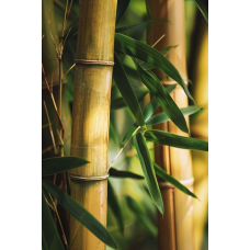 БАМБУК ВІЧНОЗЕЛЕНИЙ, ЗИМУЮЧИЙ (доросла рослина у технологічному горщику)
