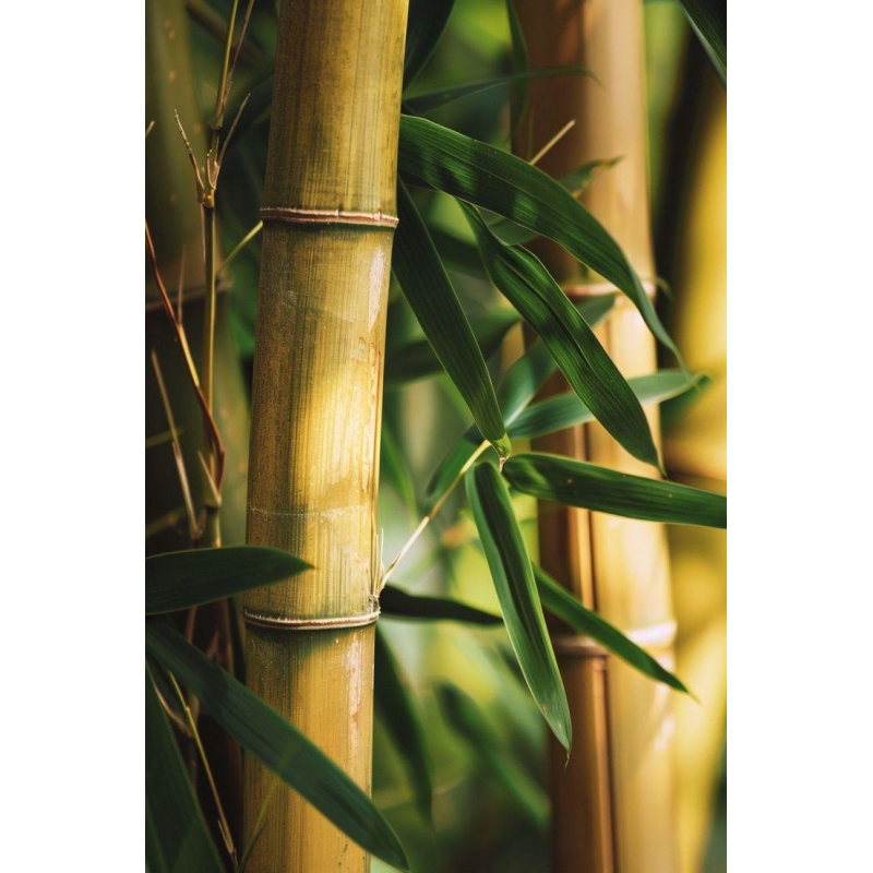 БАМБУК ВІЧНОЗЕЛЕНИЙ, ЗИМУЮЧИЙ (доросла рослина у технологічному горщику)