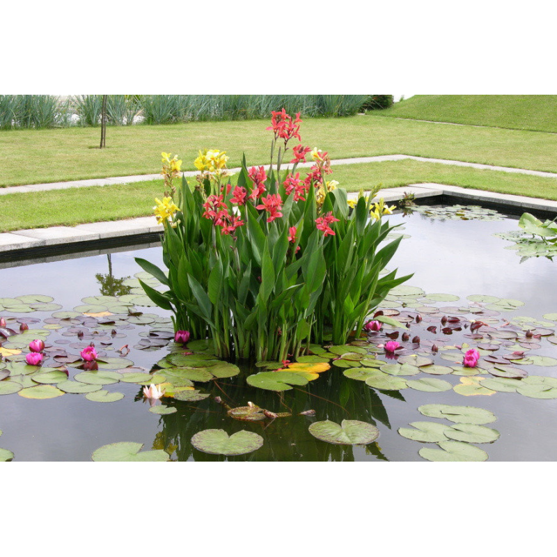 КАННА ВОДНА, 1 бульба (бульба дорослої рослини, колір на вибір)