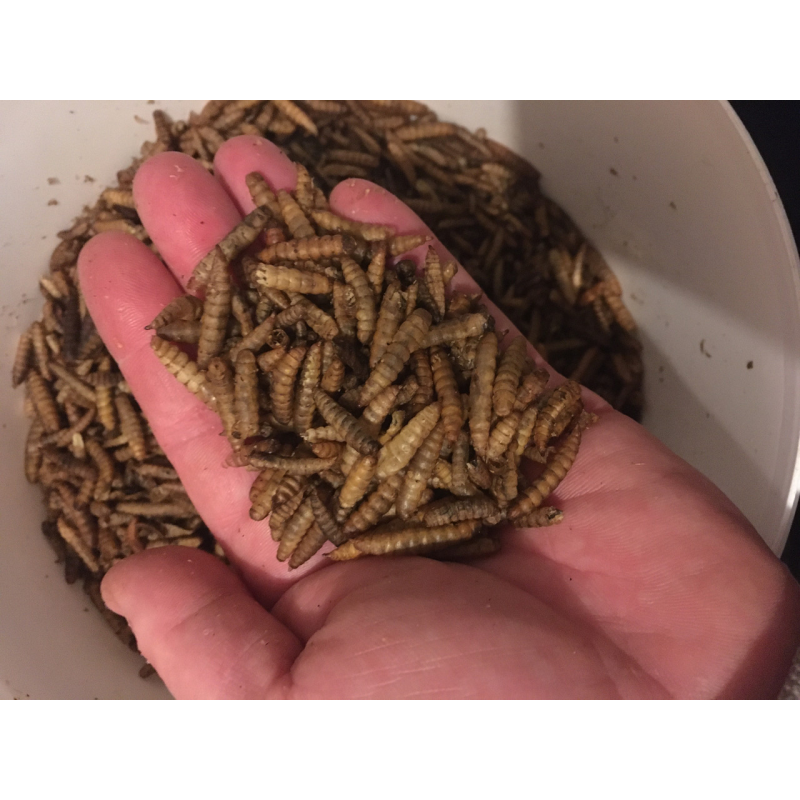 НАТУРАЛЬНИЙ КОРМ-ЛАКОМНІСТЬ ДЛЯ КОЇ ЛІЧИНКА ЧОРНОГО СОЛДАТИКА, висококалорійний плавальний НАТУРАЛЬНИЙ КОРМ-ЛАКОМНІСТЬ ДЛЯ КОЇ ЛІЧИНКА ЧОРНОГО СОЛДАТИКА, висококалорійний плавальний