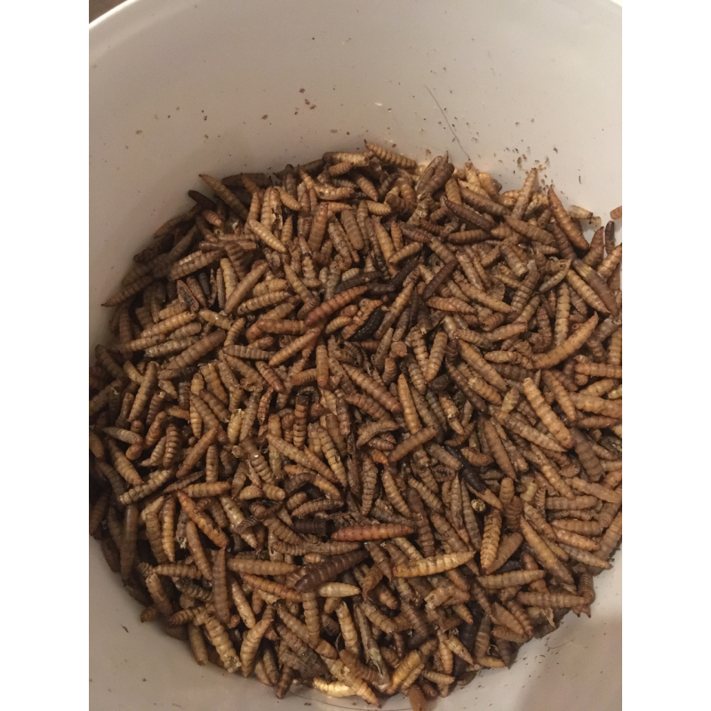 НАТУРАЛЬНИЙ КОРМ-ЛАКІМКА ДЛЯ КОІ ЛІЧІНКА ЧОРНОГО СОЛДАТИКА, высококалорійний плаваючий (пакет 500г) НАТУРАЛЬНИЙ КОРМ-ЛАКІМКА ДЛЯ КОІ ЛІЧІНКА ЧОРНОГО СОЛДАТИКА, высококалорійний плаваючий (пакет 500г)