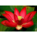 ЛОТОС ТРОПІЧНИЙ (1 горішок)