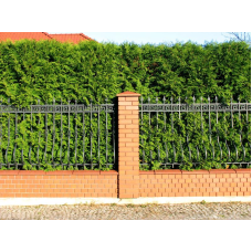 ФОРМУВАННЯ, ПІДСТРИГАННЯ, КУЩІВ, ЖИВОЇ ОГОРОЖІ