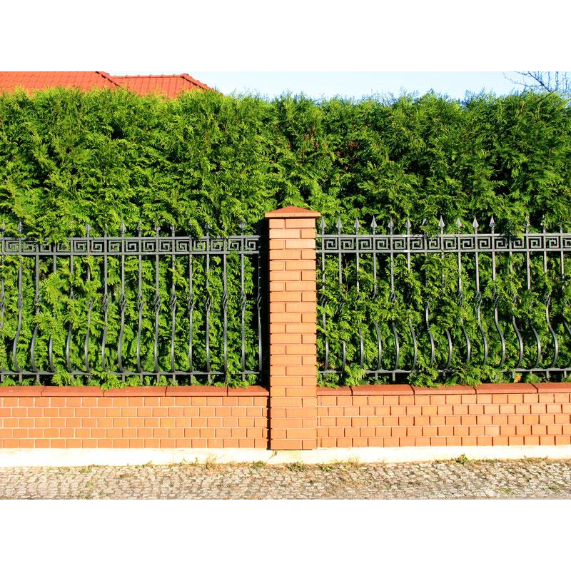 ФОРМУВАННЯ, ПІДСТРИГАННЯ, КУЩІВ, ЖИВОЇ ОГОРОЖІ ФОРМУВАННЯ, ПІДСТРИГАННЯ, КУЩІВ, ЖИВОЇ ОГОРОЖІ