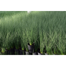 СИТНИК СИЗИЙ, ЮНКУС (доросла рослина в технологічному горщику)