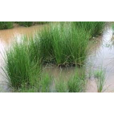 СИТНИК РОЗЛОГИЙ, ЮНКУС (великий кущ у сітчастому горщику)