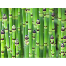 ХВОЩ ЗИМУЮЧИЙ (дорослий кущ у технологічному горщику)