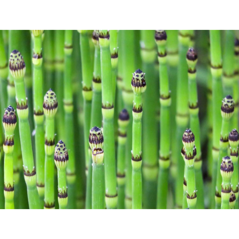 ХВОЩ ЗИМУЮЧИЙ (дорослий кущ у технологічному горщику)